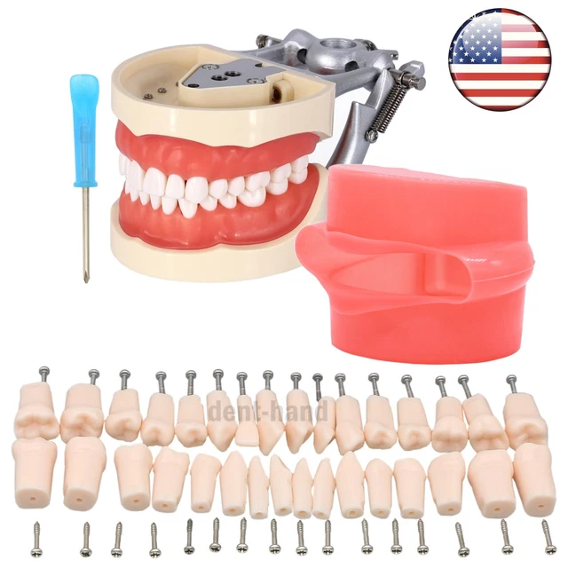US Kilgore Nissin 200 Dental Typodont Removable Model With 32pcs Replace teeth