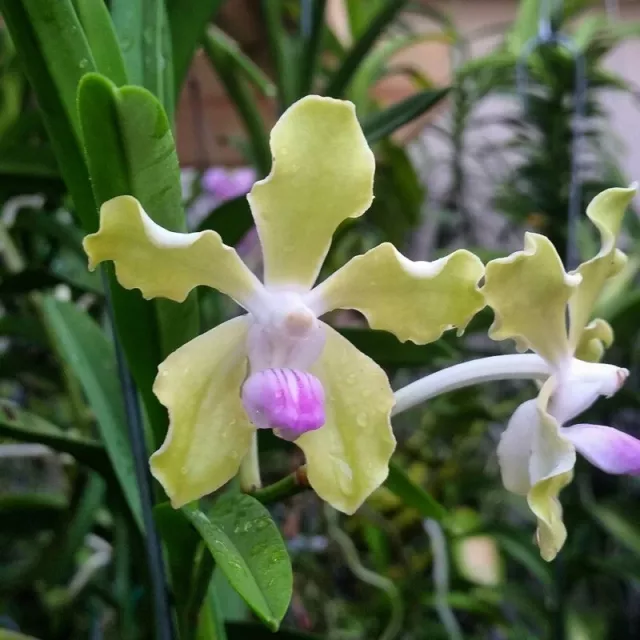 Orchid Orchidee Vanda tessellata var. semi alba, FRAGRANT (no.66)