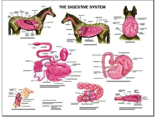 Equine Digestive Anatomy Wall Chart #4 LFA  #2539 Horse
