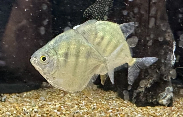 Tiger Striped Silver Dollar 2” (3 Pack) -Live Freshwater Tropical Aquarium Fish