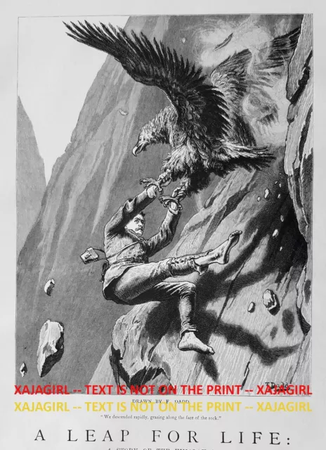 Golden Eagle Attacks Man & Knocks Him of Cliff, Large 1880s Antique Print