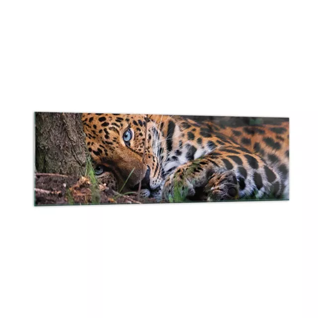 Glass Print 160x50cm Wall Art Picture Leopard Portrait Jaguar Large Artwork