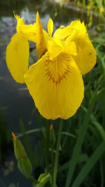 Gelbe Sumpfschwertlilie Iris pseudacorus Teichpflanzen Teichpflanze Sumpfpflanze