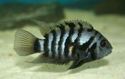 Black Convict Cichlid 1-3" live freshwater aquarium fish - BY GK HAPPY FARM