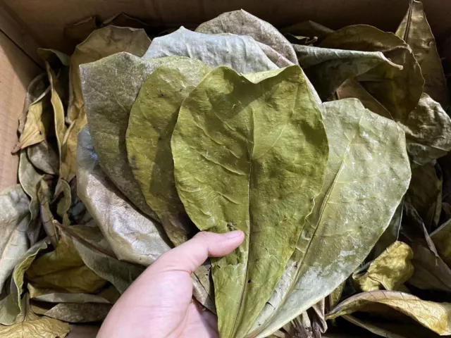 20 YOUNG NATURAL Catappa Indian Almond Leaves Shrimp Betta Discus Cichlid Fish