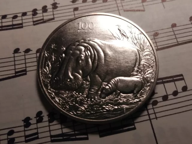 ZAMBIA 100 Kwacha 1998 KM59 Cu-Ni 1-year type Hippopotamus MATTE UNC - VERY RARE