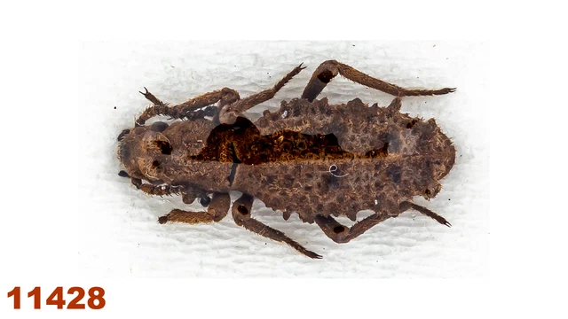 Tenebrionidae sp.   A2, 10 mm , 1 pc