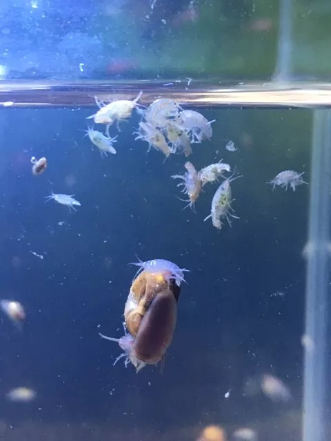 25 + LIVE FRESHWATER GAMMARUS SHRIMP aka SCUDS Hyalella Azteca  Amphipods + Food