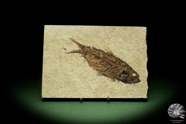 Knightia eocaena USA Hering Tertiär Fisch fish Fossil Clupeidae Clupeidae Deko