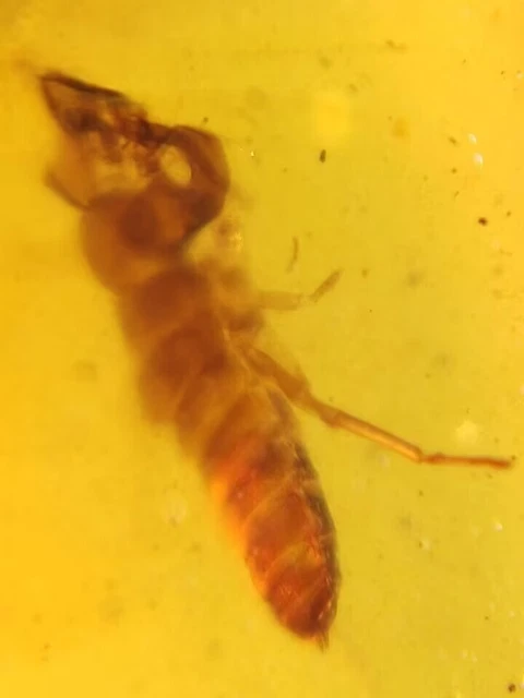 uncommon unknown bug Burmite Myanmar Burmese Amber insect fossil dinosaur age