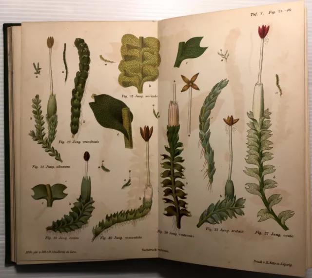 1885 Botaniker Lebermoosse Deutschlands Vademecum*Planches Tafeln*Hahn Botanique