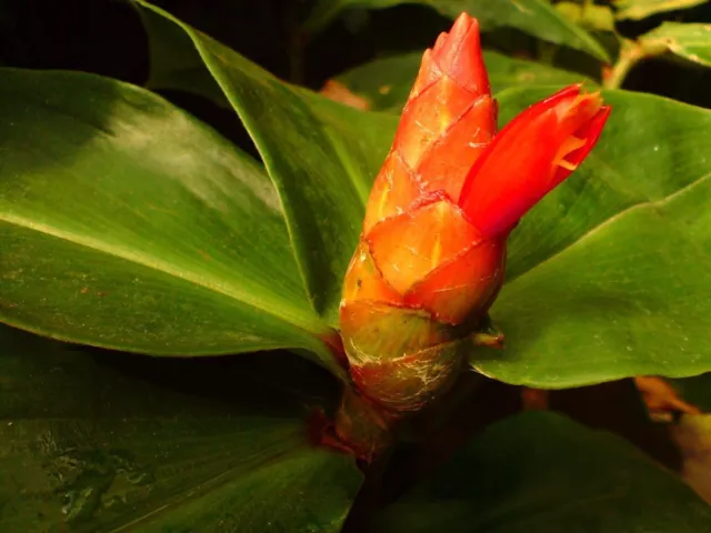 15 x Costus Schorfsamen, Spirale Ingwersamen.