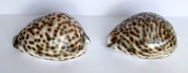 2 x Vintage Large Tiger Cowrie Shells