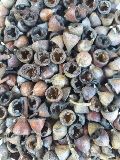 Australian Gum Nuts (100 pack)