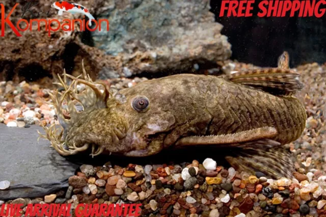 Bristlenose Florida Pleco Plecostomus Free Shipping Koi Kompanion