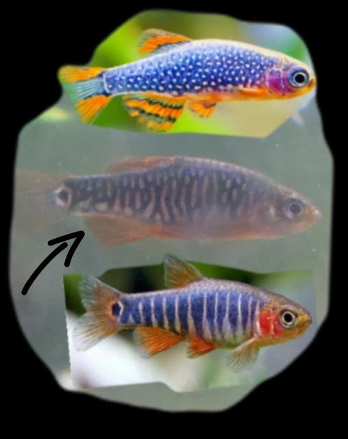 Celestial Pearl Danio/Emerald Dwarf Rasbora HYBRID
