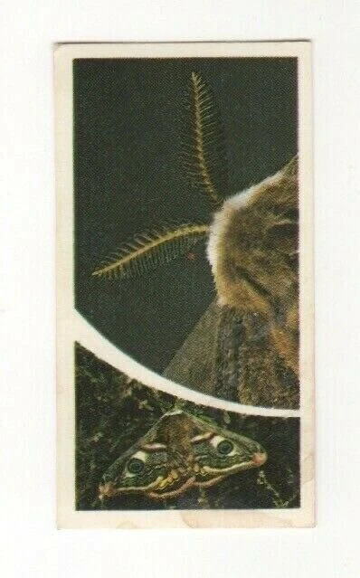 Brooke Bond Microscopic Images 1981 Moth