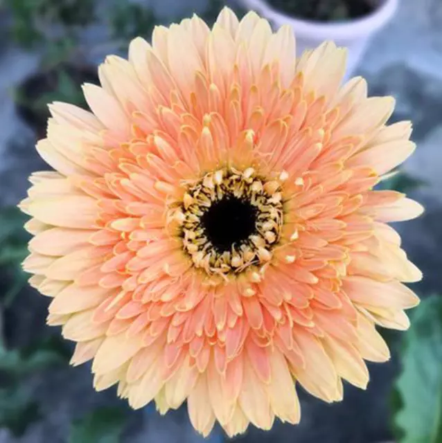 10/20/50/100/200PCS Seeds Gerbera Jamesonii Light Orange African Transvaal Daisy