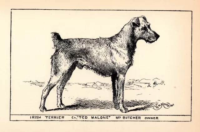 Antique Irish Terrier Print 1912 Moore Ch Ted Malone Wall Art Decor 4813m