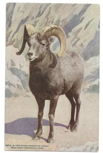 Vintage Postcard Big Horn Mountain Sheep New York Zoological Park UNUSED Q90