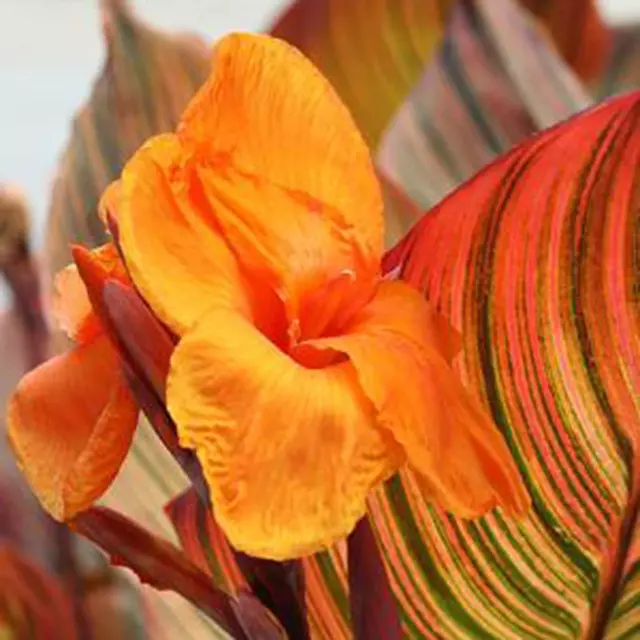 Rosa Canna-Samen, 20 Stück/Beutel Canna-Samen, natürliche dekorative immergrüne