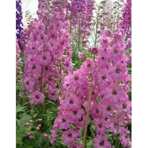 12 graines de PIED D'ALOUETTE ROSE (Delphinium Ajacis)X311 ROCKET LARKSPUR SEEDS