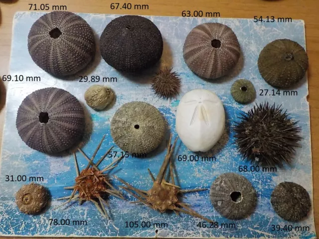 COLLECTION OF  16  SEA URCHINS from Greece