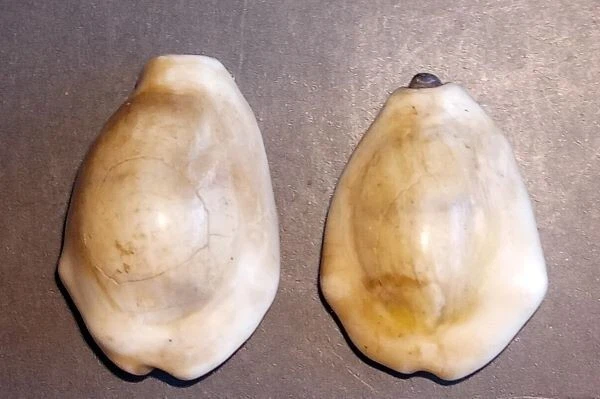 18th circa.--SOUTHEAST ASIA--ANCIENT COWRIE SHELL MONEY---set of 2