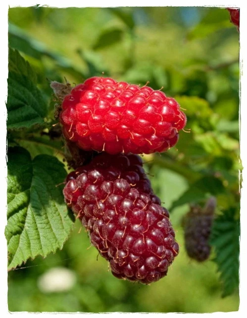 Rovo Comune (Rubus Ulmifolius) – Ecomuseo Martesana - Foto 5