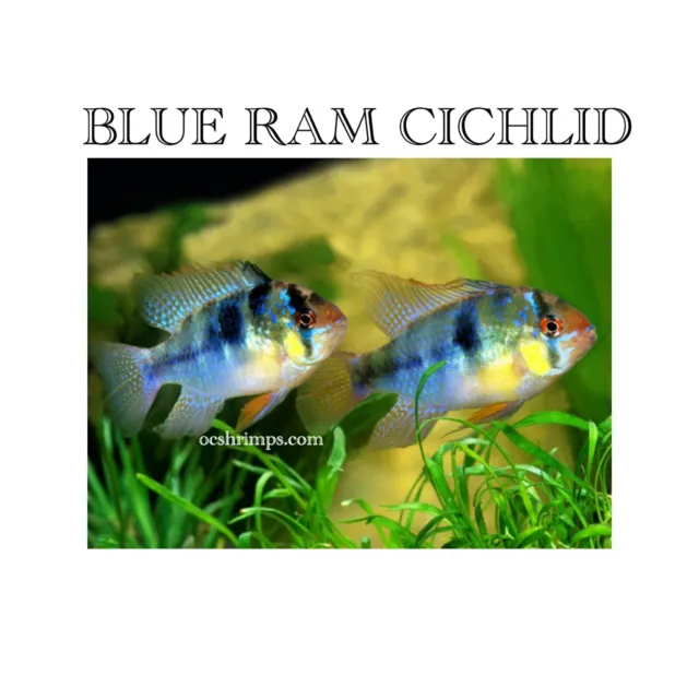 Blue Ram ( Pack Of 6 Pieces )