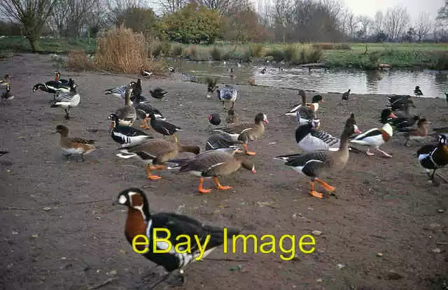 Photo 6x4 Waterfowl pond at Slimbridge - 1 Shepherd's Patch One of many r c1989