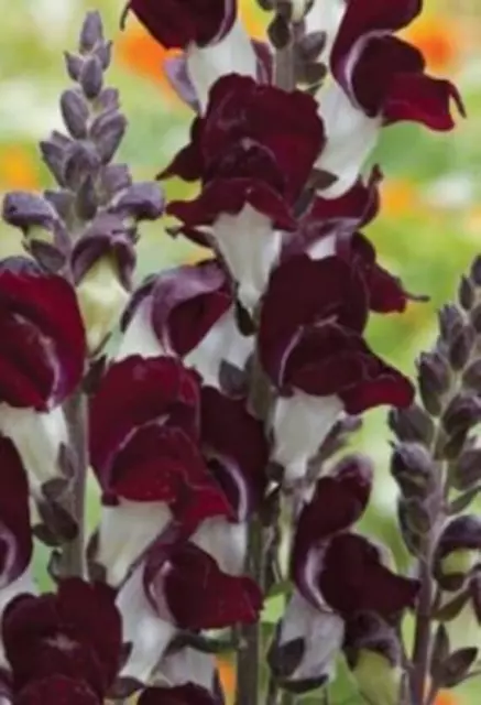 Antirrhinum Snapdragon Night & Day 150 Seeds Long Season Flowers, So Snap Happy!