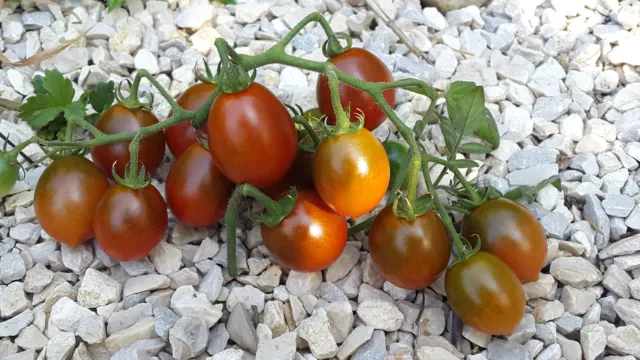 10 graines de tomate rare Kumato Cherry tomato seeds méth.bio