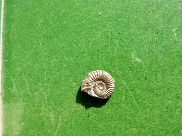 Fosiles Ammonite " Bonito Crucilobiceras Pirit. Charmouth (Inglaterra) - 11B22 "