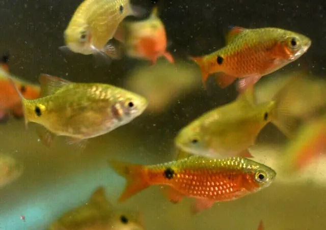 6 Rosy Barbs Live Freshwater Aquarium Fish