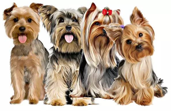 Yorkshire Terrier Dog Wall Sticker Decal Self Adhesive Vinyl