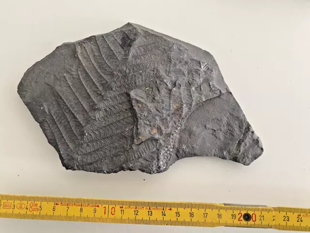 Urzeit Fossil Versteinerung siehe Fotos PO