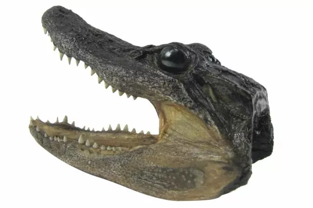 Lg  5" Genuine Alligator Head Skull Taxidermy Real Teeth Jaw Reptile Swamp Gator 2