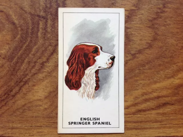 GP Tea Dogs Heads English Springer Spaniel Card . Free UK Postage