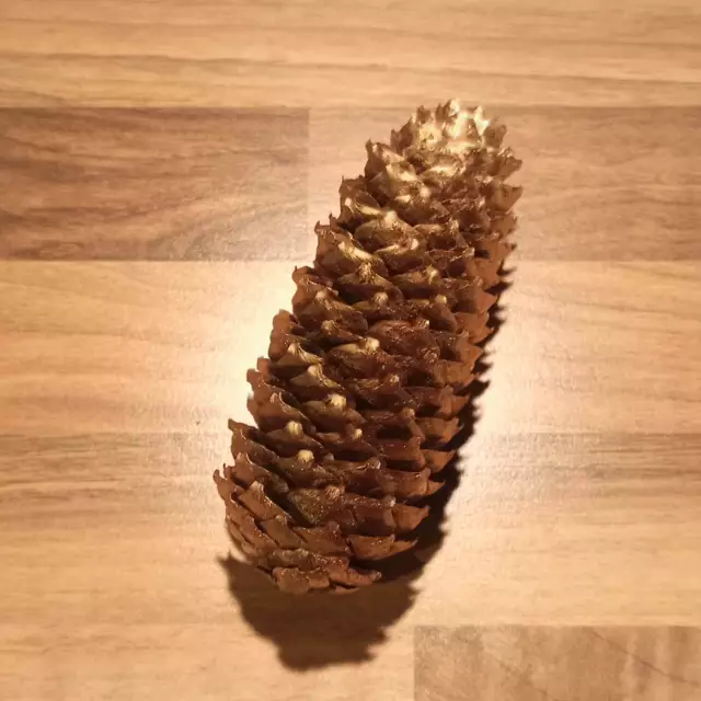 Oro Fichten- Piña de Abeto Aprox. 11cm Verdadero Producto Natural Deco Navidades