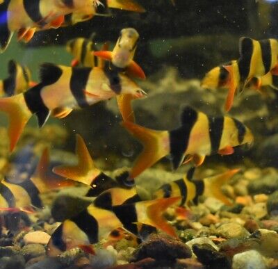 Live 2" Clown Loach (Pack of 3 Freshwater Aquarium Fish) *PLS READ DESCR*