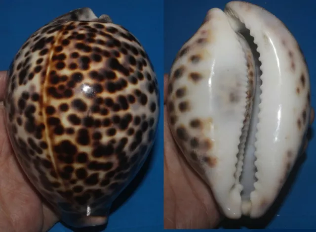 Tonyshells Seashells Cypraea tigris TIGER COWRY 103mm GEM Marine Specimen