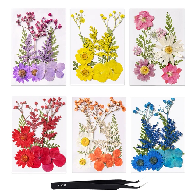 Real Pressed Dry Flowers & Tweezer Kit Suitable for Natural Bookmarks Painting F