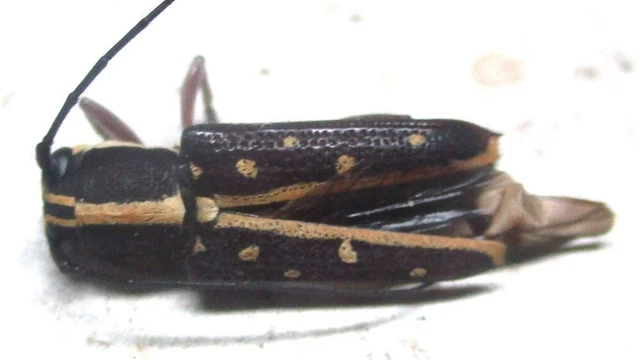 NN009 PA : Cerambycidae: Glenea referens? male 15mm A-********************