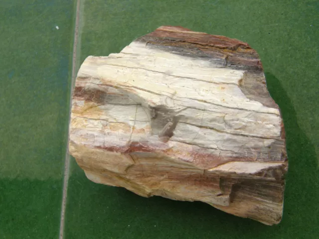 Fosiles Holf " Extraordinaria Madera Petrificada De Angola  -  4D14  ".