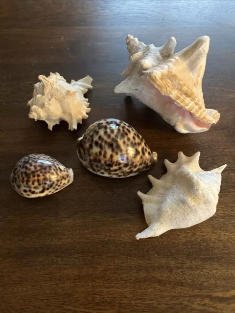 Assorted Shell Collection - Vintage - 5 Shells.