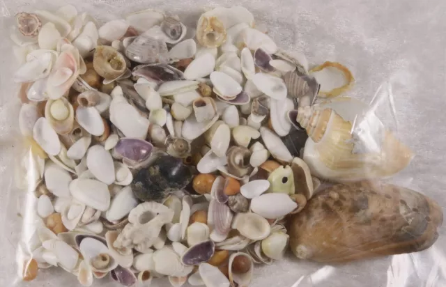 100 Small Seashell Mix, Tiny Sea Shell Lot, Beach Wedding Decor