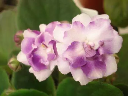 Saintpaulia African Violets Full Collection
