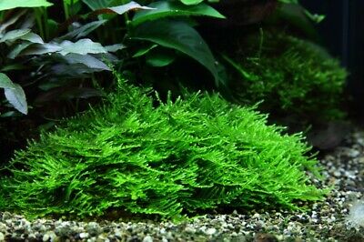 Taxiphylllum sp. Spiky Moss - Submerged Grown Live Aquarium Plant