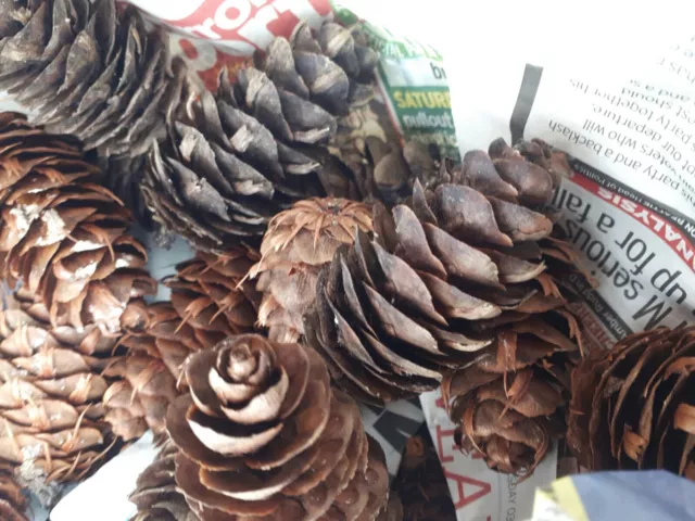 20 x  Pine Cones Art Floral Craft Wedding Christmas Decoration